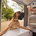 I Want Some Ice Cream