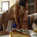 I Want That Cake