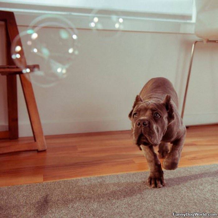 I_Want_Those_Bubbles I Want Those Bubbles