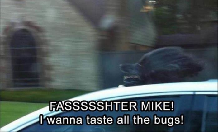 I Want To Taste The Bugs