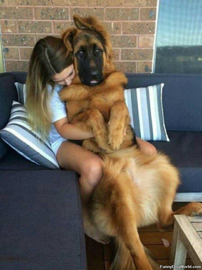 I Will Always Be A Lap Dog