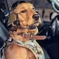 I Will Be Your Pilot