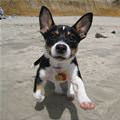 funny dog 4