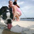funny dog 1