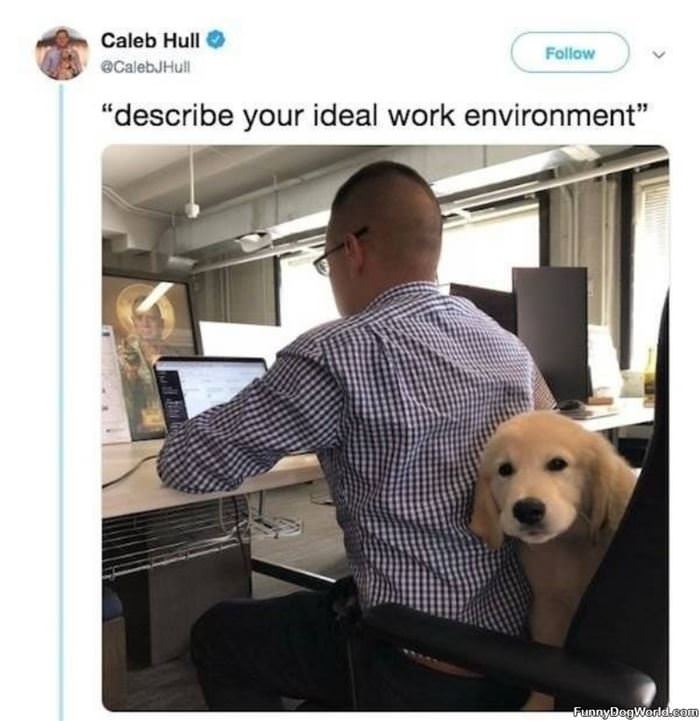 Ideal Work Environment