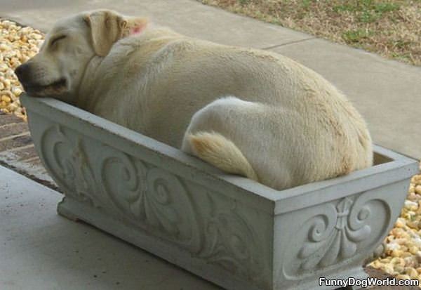 If I Fit I Sleep