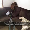 funny dog 2
