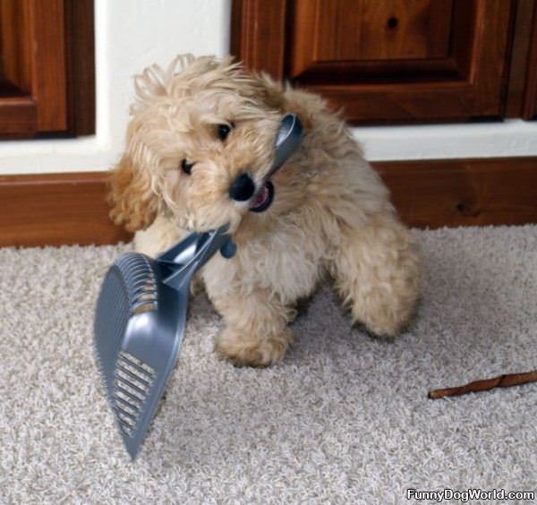 Ill_Help_Clean Ill Help Clean