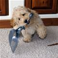 Ill Help Clean