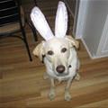 Im A Bunny