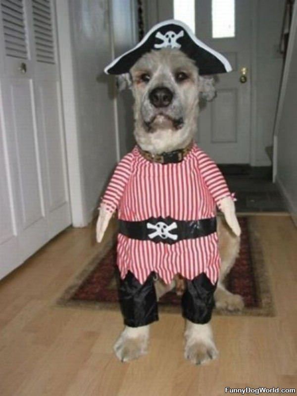 Im A Pirate Dog Haha