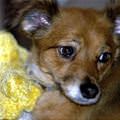 funny dog 2