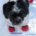 funny dog 5