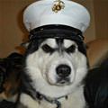 funny dog 3