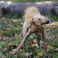 funny dog 4