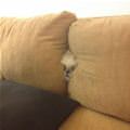 funny dog 2