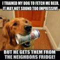 funny dog 1