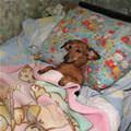 In Bed Dog