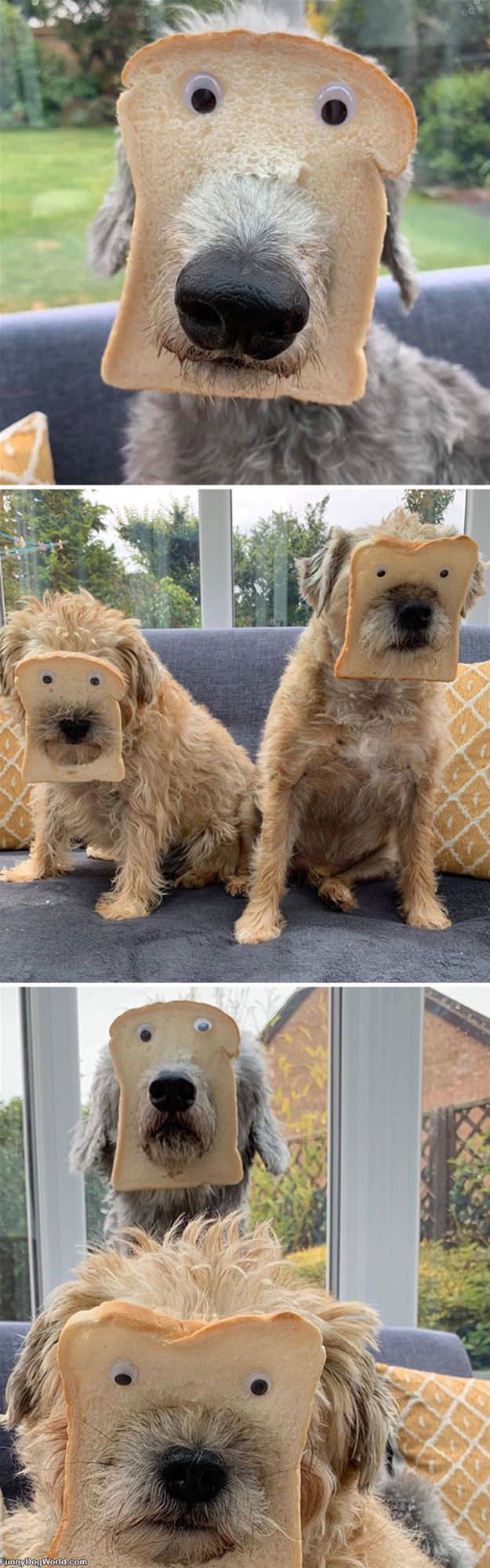 In_Bread_Dogs In Bread Dogs
