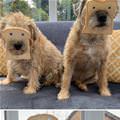 In Bread Dogs