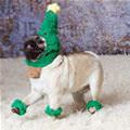 funny dog 1