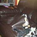 funny dog 3