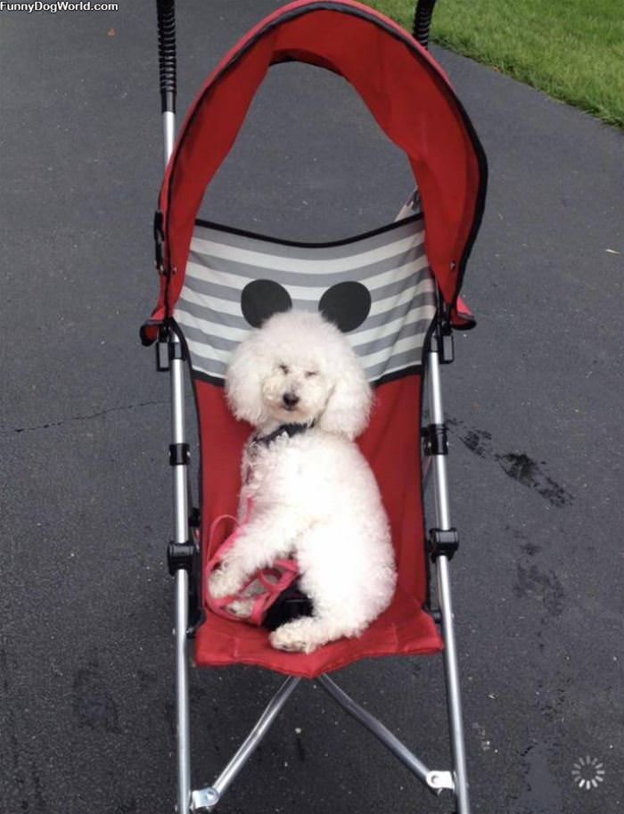 In My Stroller