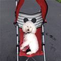 In My Stroller
