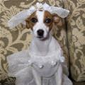 funny dog 3