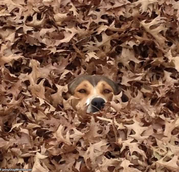 In The Leaves