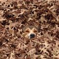 In The Leaves