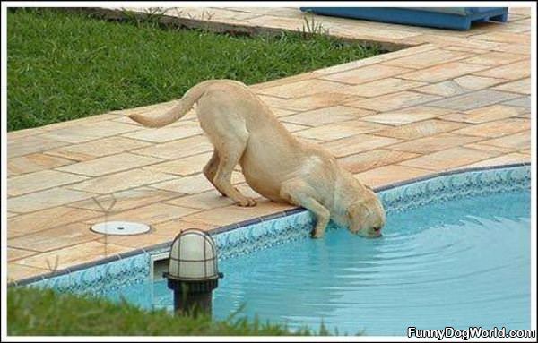 In The Pool