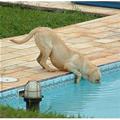 funny dog 1