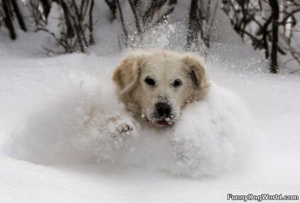 In The Snow