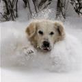 In The Snow