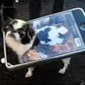 Iphone Dog