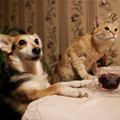 funny dog 5