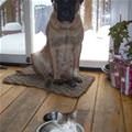 funny dog 3