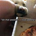 funny dog 4