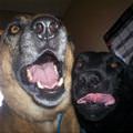 funny dog 5
