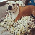 It Is Like Popcorn