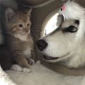 It Is Nice To Meet You