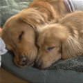 funny dog 5
