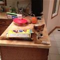funny dog 3