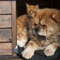 funny dog 2