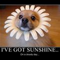 funny dog 4