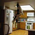 Jump For The Dot