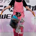 Jump Rope Dogs