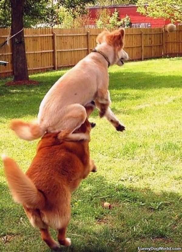 Jumper Dogs