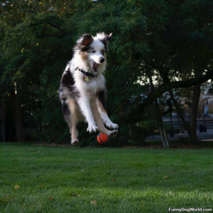 Jumping For Joy